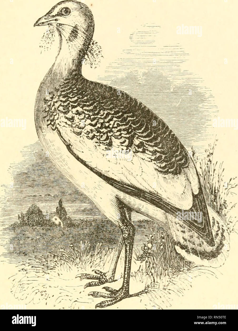 The animal creation: a popular introduction to zoology. Zoology. RUNNING BIRDS. 447 The Bustards ^Otis). This fine bird is almost extirpated, though it is still seen in wide open plains. The The animal creation: a popular introduction to zoology. Zoology. RUNNING BIRDS. 447 The Bustards ^Otis). This fine bird is almost extirpated, though it is still seen in wide open plains. The