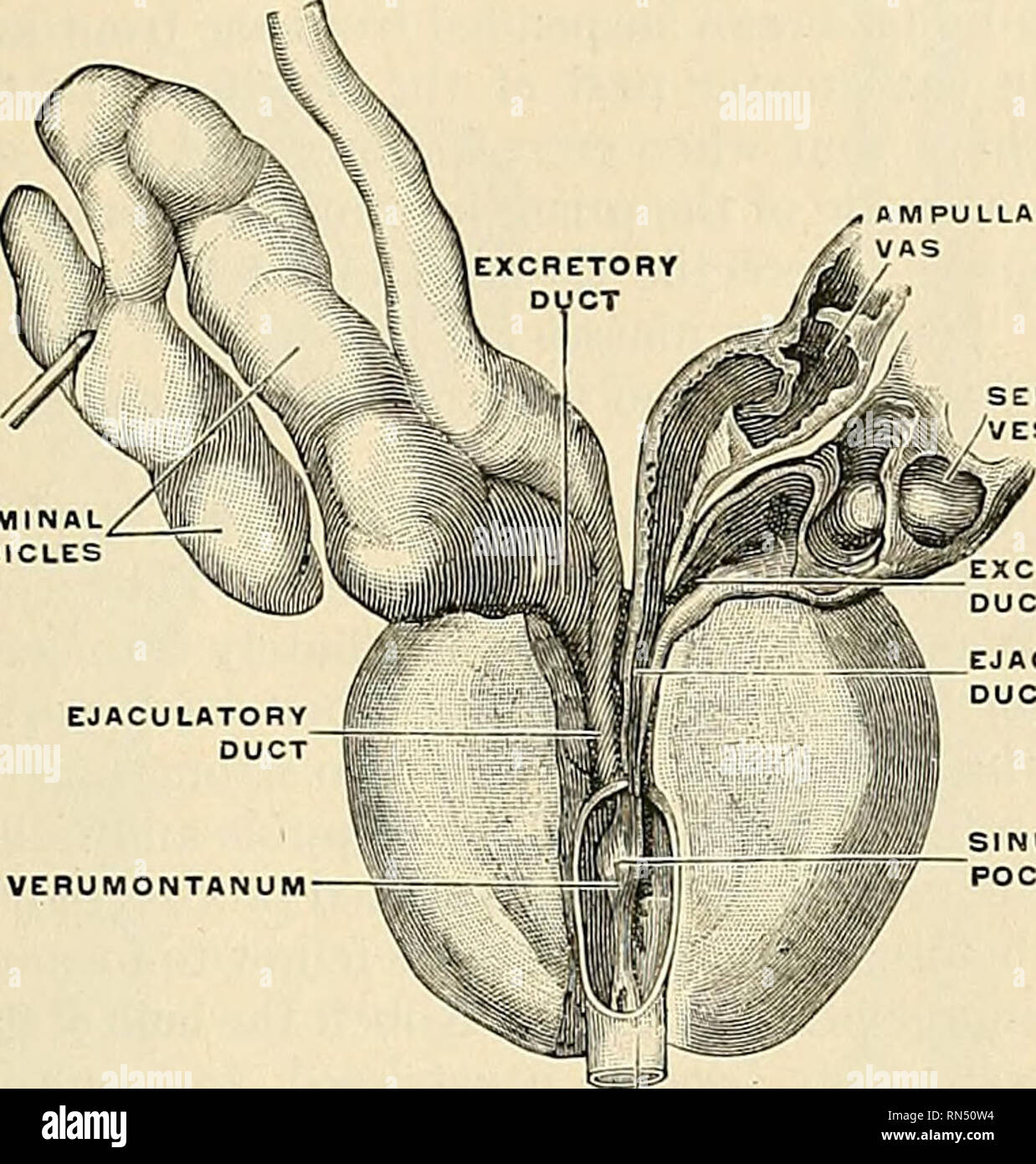 . Anatomy, descriptive and applied. Anatomy. THE EJACULATOBV DUCTS 1385 in&quot; vas deferens form the lateral boundaries of a triangular space, limited behind by the rectovesical peritoneal fold; the portion of the l)ladder included in this space rests on the rectum. Each vesicle consists of a single tube, coiled upon itself and giving oft' several irregular cecal diverticula (Fig. 1154), the separate coils, as well as the diverticula, beino- connected by fibrous tissue. Wien uncoiled this tube is about the diameter of a quill, and varies in length from four to six inches (10 to 15 cm.); it t Stock Photo