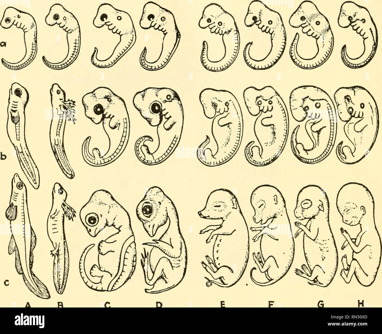 . Animal biology. Zoology; Biology. 520 GENERAL CONSIDERATIONS arches (Fig. 245), the gradual development of the vertebral column to replace the primitive notochord, and the development of the different types of excretory system (Fig. 216), all of which have been previously noted. Paleozoology offers very many evidences that anim.al life has gradually changed. Apparently no rock strata exist which show traces of the. A B C D E F G Fig. 318.—Parallel stages in the development of several vertebrates. A, fish; B, salamander; C, turtle; D, chick; E, pig; F, calf; G, rabbit; H, man. In each series, Stock Photo