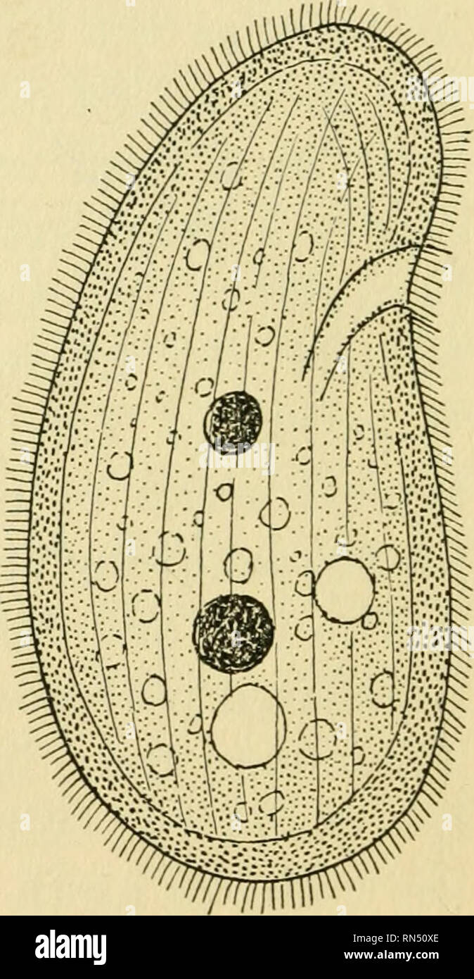 . Animal life and social growth. Animal ecology. Fig. 3. Monads. Fig. 4. Colpoda. and to the rising generation of Colpoda (Fig. 4). The fact that they appear at a time of high acidity is probably incidental. Infusorians known as Colpoda are the second organisms to appear in numbers. In the series we are following they are present in maximum. Please note that these images are extracted from scanned page images that may have been digitally enhanced for readability - coloration and appearance of these illustrations may not perfectly resemble the original work.. Allee, W. C. (Warder Clyde), 1885-1 Stock Photo