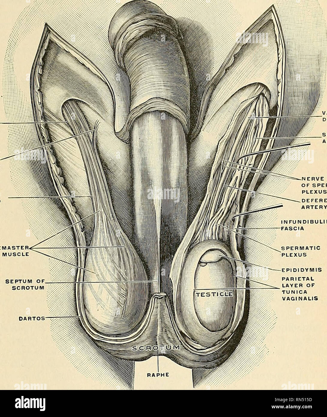 . Anatomy, descriptive and applied. Anatomy. THE TESTICLES AND THEIR CO VEHINGS i;i7: and robust it is siiort, corrugated, and closely applied to the testes. The wrinkles in the scrotum are called rugae. The scrotum consists of two layers, the integument and the dartos. The integument is very thin, of a brownisli color, and generally thrown into folds or ruo-re. It is provided with sebaceous follicles, the secretion of which has a peculiar odor, and is beset with thinly scattered, crisp hairs, the roots of which may be seen through tlie skin. ACCESSORY SLIP OF ORIGIN OF CREMASTER MUSCLE. RVE F Stock Photo