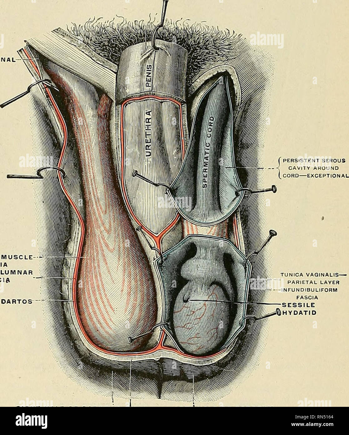 . Anatomy, descriptive and applied. Anatomy. 1372 THE VRINOGENITAL ORGANS from the serous, muscular, and fibrous layers of the abdominal parietes as well as by the scrotum proper. The coverings of the testis are the following: Skin ) o . bcrotum. Dartos Intercolumnar or External spermatic fascia. Cremasteric fascia. Infundibuliform or Internal spermatic fascia. Tunica vaginalis. ^IGUINAL CA CREMASTERIC AND FASC INTEHCO FASC. 4LF OF SCF Fig. 1140.—The scrotum. On the left side the cavity of the tunica vaginalis has been opened; on the right side only the layers superficial to the Cremaster have Stock Photo