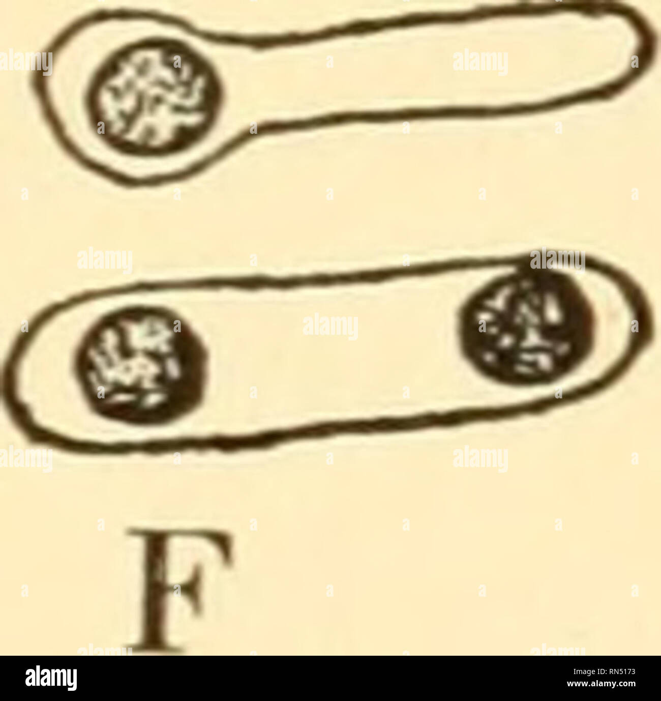 . Animal biology. Biology; Zoology; Physiology. A B C D E Fig. 200. — A-E, Bacillus biifschlii: A, cell structure; B, C, spore forma- tion; D, E, germination of a spore; F, various types of spore formation occur- ring among bacilli. (From Smith and others; A-E after Schaudinn.) It is clear that the great majority of organisms are at the mercy of environmental temperatures. This is true of all except the Birds and Mammals. These homothermal animals possess a complex mechanism which maintains their body temperature practically constant; e.g., in Man at 37° C. The heat regulatory mechanism repres Stock Photo