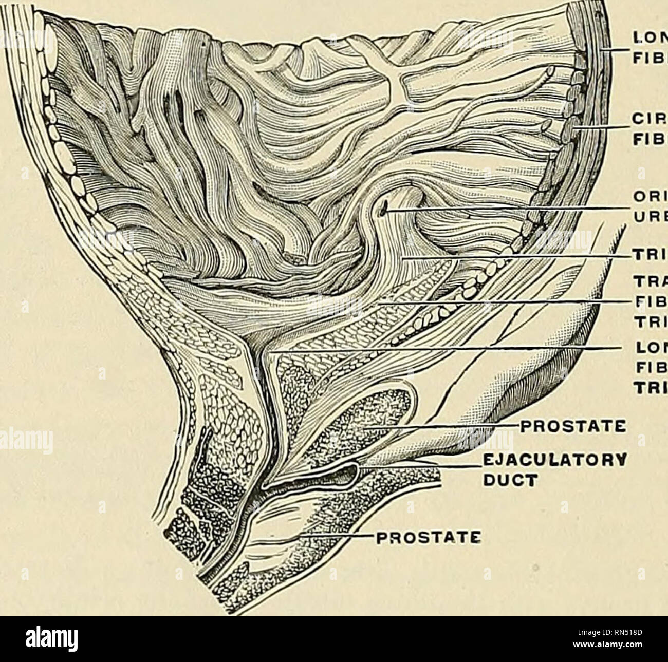 . Anatomy, descriptive and applied. Anatomy. BIDGE FORMED BV