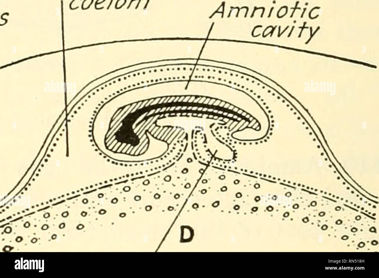. Animal biology. Zoology; Biology. Extra-embryonic coelom Amniotic cavity Yolk stalk. O o' *&gt; ^' o. o o o ? 00&quot; Allahtois Fig. 270.—^Diagrams of the development of a bird's egg. A, cross section of an amphibian embryo for comparison with 5, which is a cross section of an avian embryo at an early stage. C, D, and E, stages in the development of amnion and allantois in the bird, shown in longitudinal section. Ectoderm is shown in C, D, and £ by a solid line, entoderm by dashes, mesoderm in mass by crosslines, and somatic mesoderm and splanchnic mesoderm by dots. 411. Allantois.—Since th Stock Photo