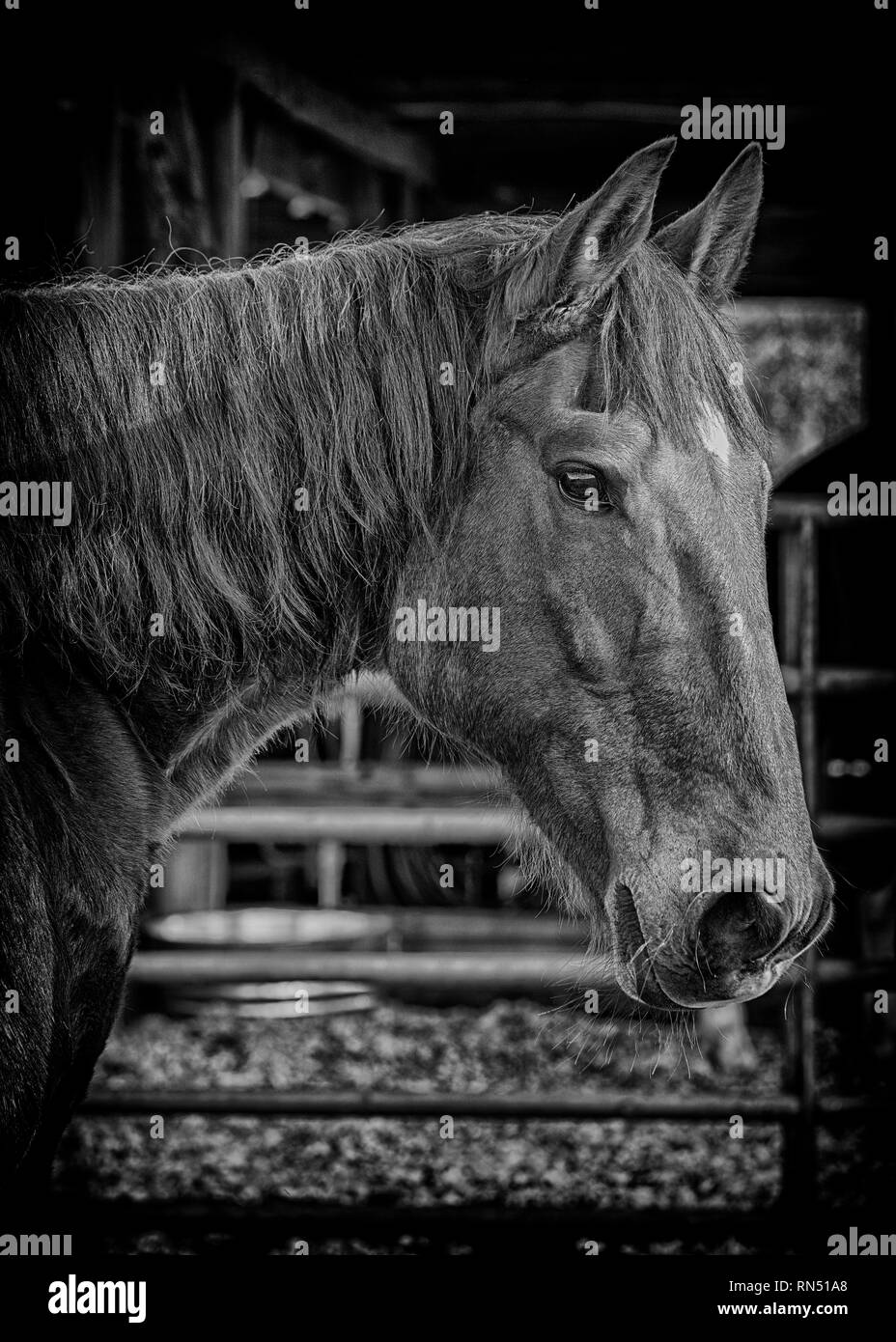 Portrait of a bay horse with blurred barn interior in background. Black and white image. Stock Photo