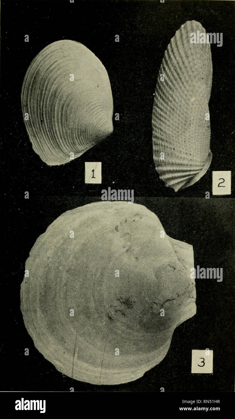 . Animals of the seashore. Marine animals -- Atlantic Coast. PLATE XVII.. 1. Labiosa canaliculata Say 2. Pholas costata Linne 3. Pecten grandis Solander. Please note that these images are extracted from scanned page images that may have been digitally enhanced for readability - coloration and appearance of these illustrations may not perfectly resemble the original work.. Richards, Horace Gardiner, 1906-. Boston, B. Humphries, inc Stock Photo
