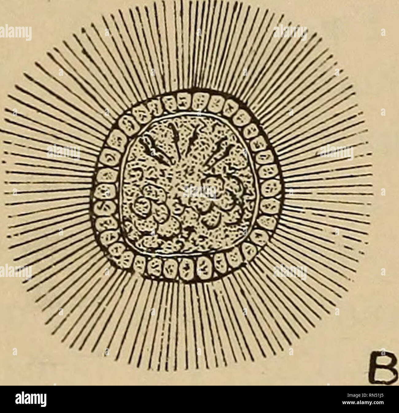 . Animal parasites and human disease. Medical parasitology; Insects as