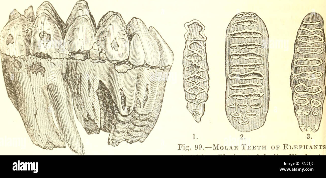 Animal physiology. Physiology, Comparative. DIFFERENT KINDS OF TEETH. namely, the African and tlie Indian; as also between each of these and the great extinct species known as the Mam- moth (tig, Animal physiology. Physiology, Comparative. DIFFERENT KINDS OF TEETH. namely, the African and tlie Indian; as also between each of these and the great extinct species known as the Mam- moth (tig,