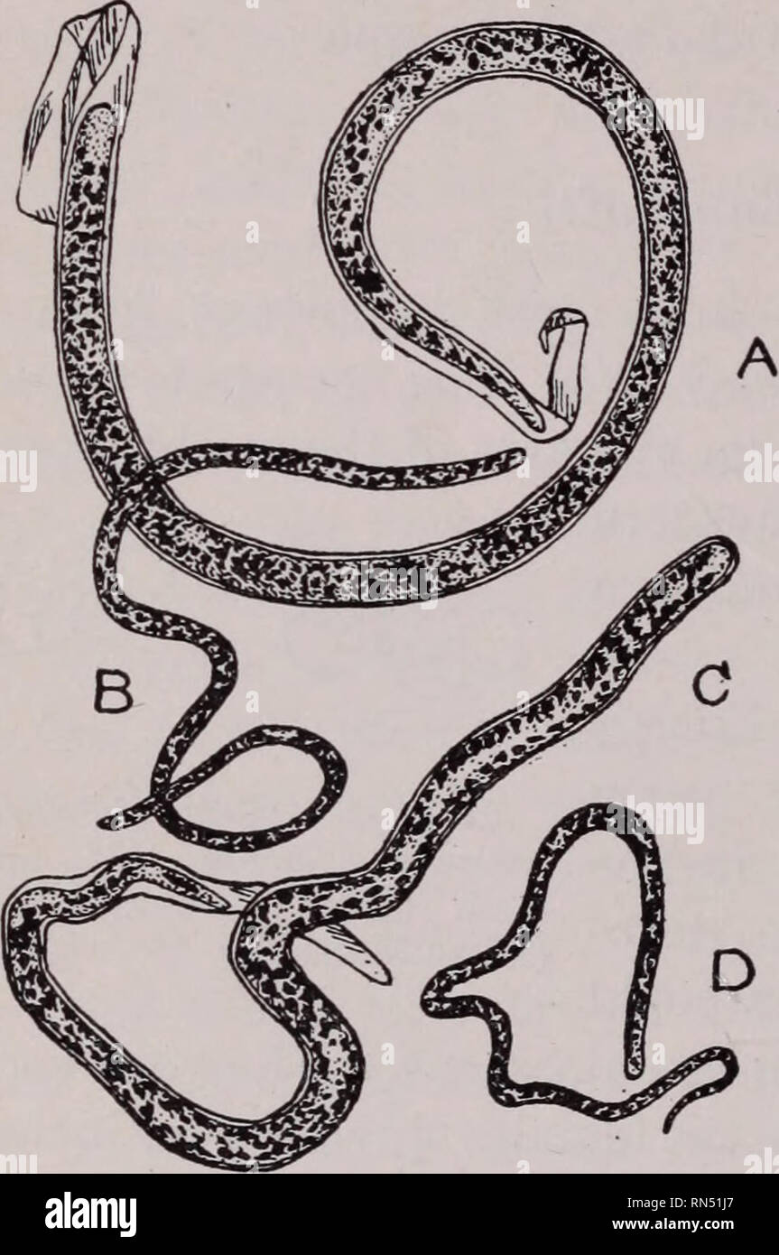 . Animal parasites and human disease. Insect Vectors; Parasites ...