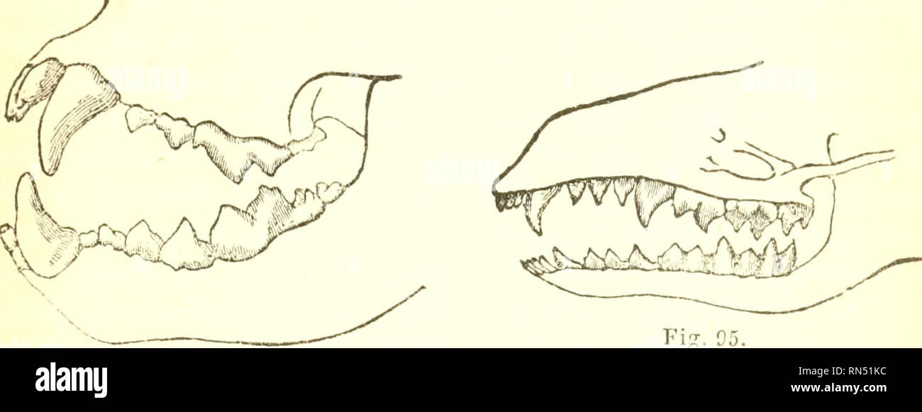 Animal physiology. Physiology, Comparative. DIFFERENT KINDS OF TEETH. 171  cutting edges, which work against each other Hke the blades of a pair of  scissors (fig. 94); whilst in animals that live