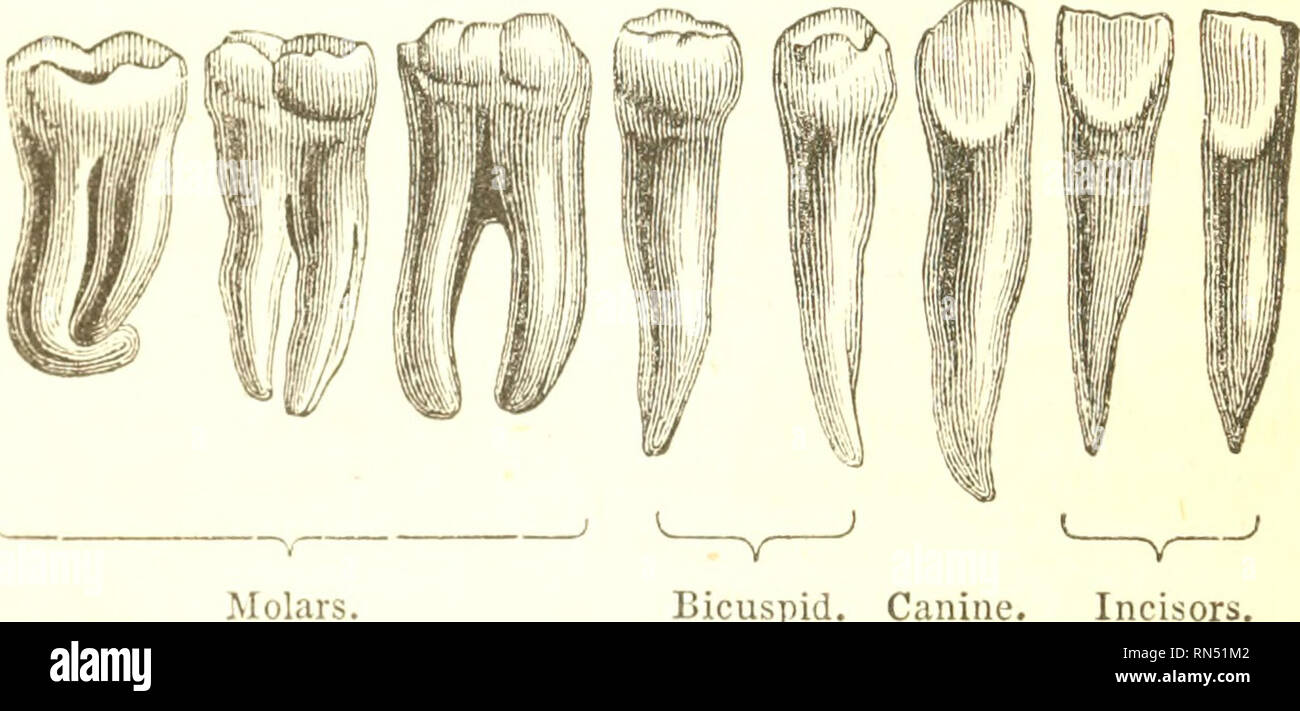 Animal physiology. Physiology, Comparative. 170 DIFFERENT KINDS OP TEETH. and ill many animals (especially those of carnivoi'ous liabits) project far beyond the former; they are adapted not to cut the food, Animal physiology. Physiology, Comparative. 170 DIFFERENT KINDS OP TEETH. and ill many animals (especially those of carnivoi'ous liabits) project far beyond the former; they are adapted not to cut the food,