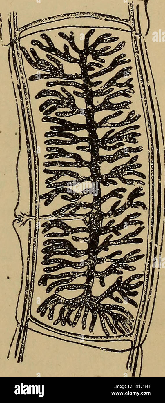 . Animal parasites and human disease. Medical parasitology; Insects as carriers of disease. BEEF TAPEWORM 239 Dibothriocephalidse, in which the head is flat and possesses two slitlike suckers (Fig. 87C and D). The latter family also differs from the Tseniidae in having eggs with lids like those of the flukes (Fig. 88A), and without developed embryos when passed in the faeces. Family Tseniidae Beef Tapeworm. — The commonest human tapeworm in most parts of the world is the beef tapeworm, Tcenia saginata. The adult of this species .as it occurs in the human small intestine consists of over 1000 p Stock Photo