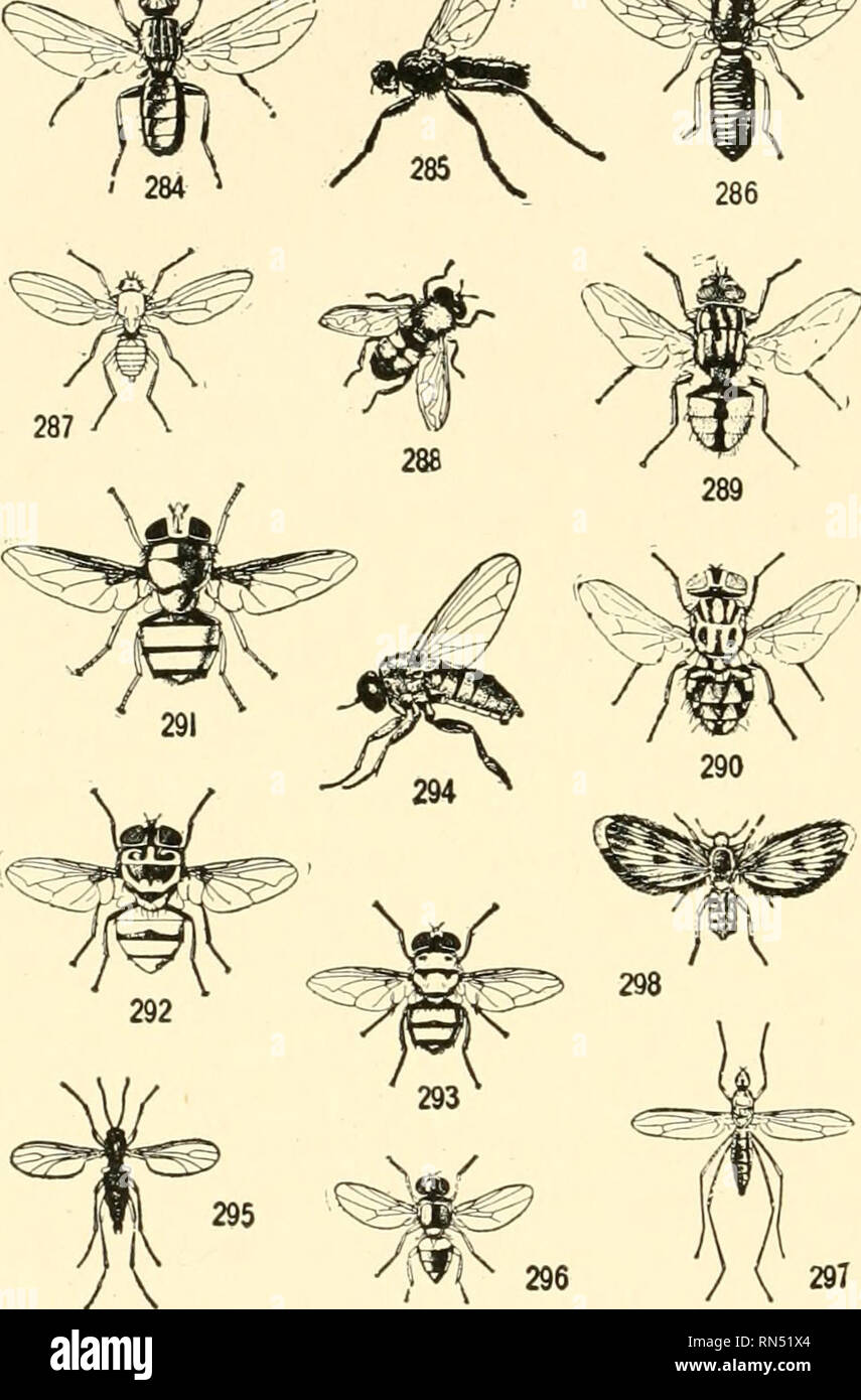 . Animals of land and sea. Zoology; Insects; Zoology. 126 ANIMALS OF LAND AND SEA and though most of them are not very speedy some, like the robber-flies which feed on other insects, are by no means slow. There are more different kinds of flight among the flies than among any other  i^ C^ f^*'- &lt;^0^£&lt;^ kinds of insects, rang- ing from the direct, swift and powerful flight of the robber and horse-flies and the twisting and dodging flight of the lesser house-fly to the dancing of the gnats and the hovering and darting of many syr- phidsand bombyhids. These last are com- monly seen suspend Stock Photo