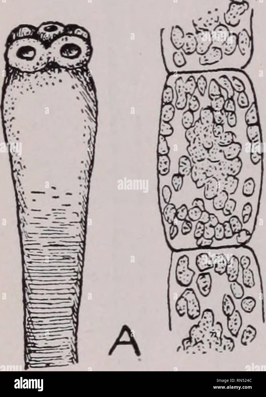. Animal parasites and human disease. Insect Vectors; Parasites; Parasitic Diseases; Medical parasitology; Insects as carriers of disease. 244 THE TAPEWORMS rats and mice from the household and in keeping food out of their reach, and in guarding against the accidental ingestion of such possible intermediate hosts as fleas. A closely allied species, H. diminuta (Fig. 91), occurs rarely in man. It closely resembles the dwarf tapeworm but is of larger size #(four to 24 inches in length) and has no hooks on the scolex (Fig. 87H). The eggs develop in the larvae or adults of the mealworm, Asopia far Stock Photo