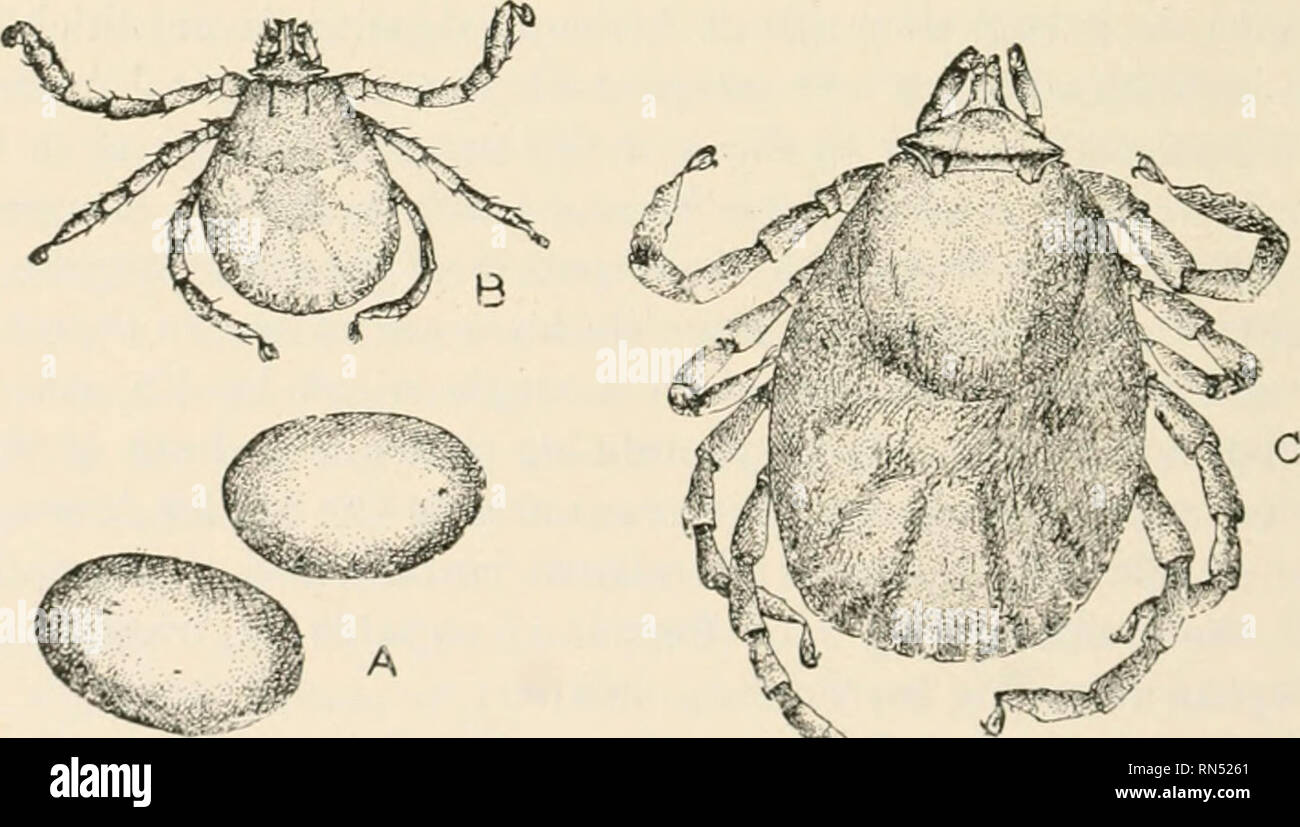 . Animal parasites and human disease. Insects as carriers of disease; Medical parasitology. Fig. 156. Spotted fever tick, Dermacentor venustus, male (^ ) and female (9)- X 12.. ^i^%^'^}^-^ ^ Fiu. 1.57. Dovelopnicnt of spotted fever tick, Dcrmacenlor venustus; A, eggs; B, larva; C, nymph. X 30. in the country where the ticks occur, especially squirrels of various kinds. Usually the larvae, and the nymphs also, attach themselves about the head and cars of their host. After a few days the larvae drop. tran.sform into nymphs (Fig. 157C) and. Please note that these images are extracted from scanned Stock Photo