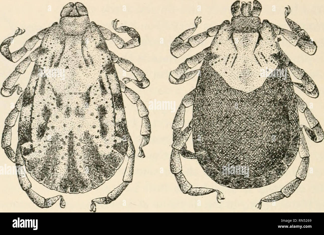 . Animal parasites and human disease. Insects as carriers of disease; Medical parasitology. 362 TICKS which requires two different hosts to complete the hfe cycle. The six-legged larvae (Fig. 157B), of which there are about 5000 in a brood, attach themselves to any of the rodents which abound. Fig. 156. Spotted fever tick, Dermacentor venustus, male (^ ) and female (9)- X 12.. Please note that these images are extracted from scanned page images that may have been digitally enhanced for readability - coloration and appearance of these illustrations may not perfectly resemble the original work.. Stock Photo