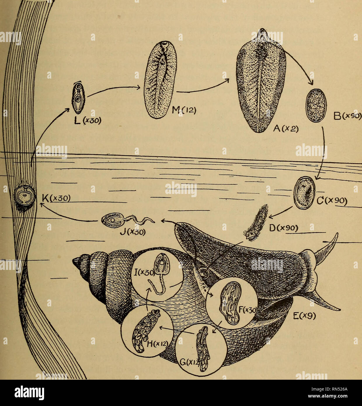 . Animal parasites and human disease. Medical parasitology; Insects as carriers of disease. LIFE HISTORY OF LIVER FLUKE 209 B(*90). - Fig. 63. Life history of liver fluke, Fasciola hepatica; A, adult in liver of sheep; B, freshly passed egg; C, egg with developed embryo, ready to hatch in water; D, ciliated embryo in water, about to enter pulmonary chamber of snail (E); F, sporocyst containing rediae; G, redia containing daughter rediae; H, redia of 2nd generation containing cercarise; I, cercaria; J, same, having emerged from snail into water; K, cercariae encysted on blade of grass; L, cerca Stock Photo