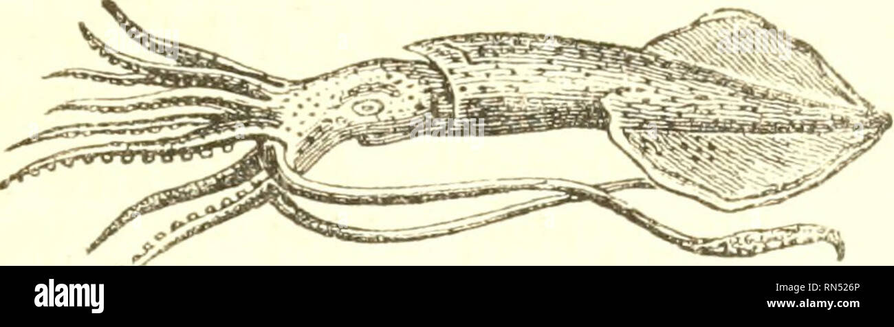 Nautilus like hi-res stock photography and images - Page 2 - Alamy