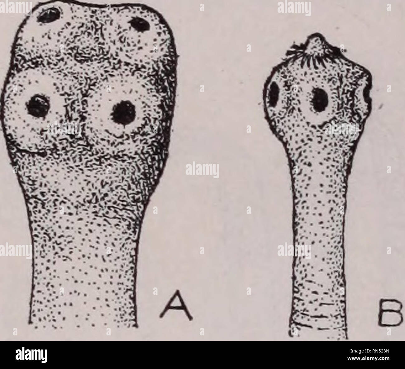 Immature proglottids hires stock photography and images Alamy