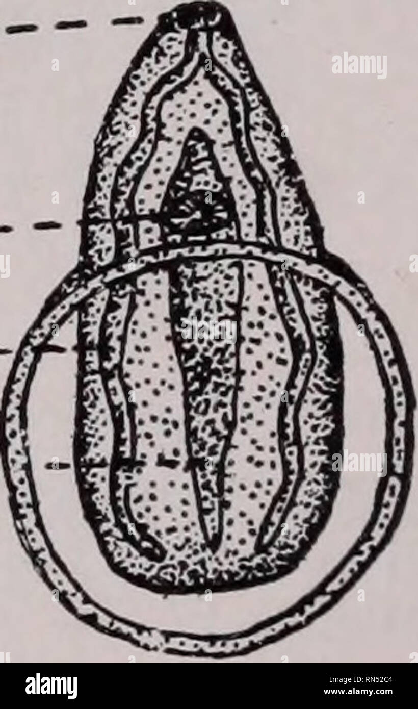 . Animal parasites and human disease. Insect Vectors; Parasites; Parasitic Diseases; Medical parasitology; Insects as carriers of disease. A V^S^ B Fig. 73. A, encysted cercaria of human lung fluke, Paragonimus ringeri, from gill of crab; B, larva emerging from cyst. o. s., oral sucker; int., intestine; ex. v., excretory vesicle; v. s., ventral sucker. X 50. (After Yoshida.) occur in the gills. They vary in number from a few to several hundred. In some localities a very high per cent of crabs are infected, Nakagawa reporting that practically 100 per cent are infected in one district in Formosa Stock Photo