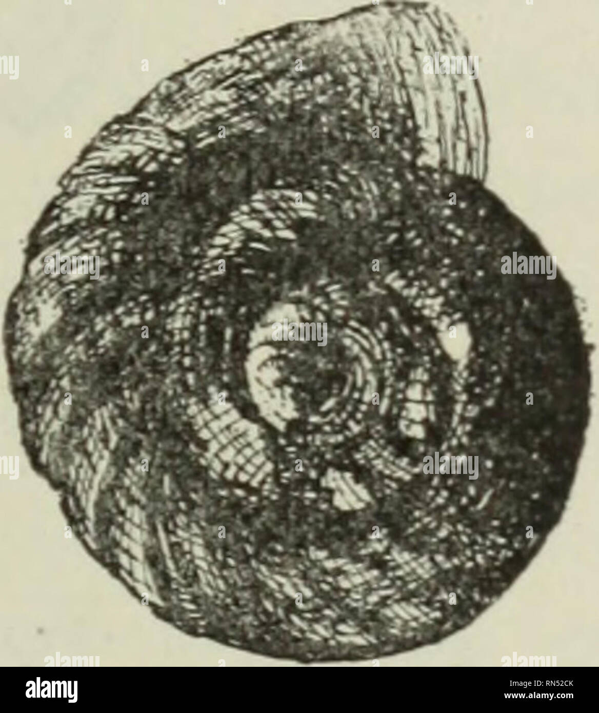 . Animal parasites and human disease. Parasites; Medical parasitology; Insects as carriers of disease. B Fig. 66. Egyptian snails which serve as intermediate hosts for blood flukes; A, Bullinus contortus, an intermediate host for Schistosoma hcematobium; B, Planorbis boissyi, an intermediate host for Schistosoma mansoni. (After Leiper.) about when the eggs were immersed in water, but beyoud this point the life history could only be conjectured from analogy with the liver fluke. Leiper, who had already made some investi- gations in regard to the life history of S. japonicum in China, worked on  Stock Photo