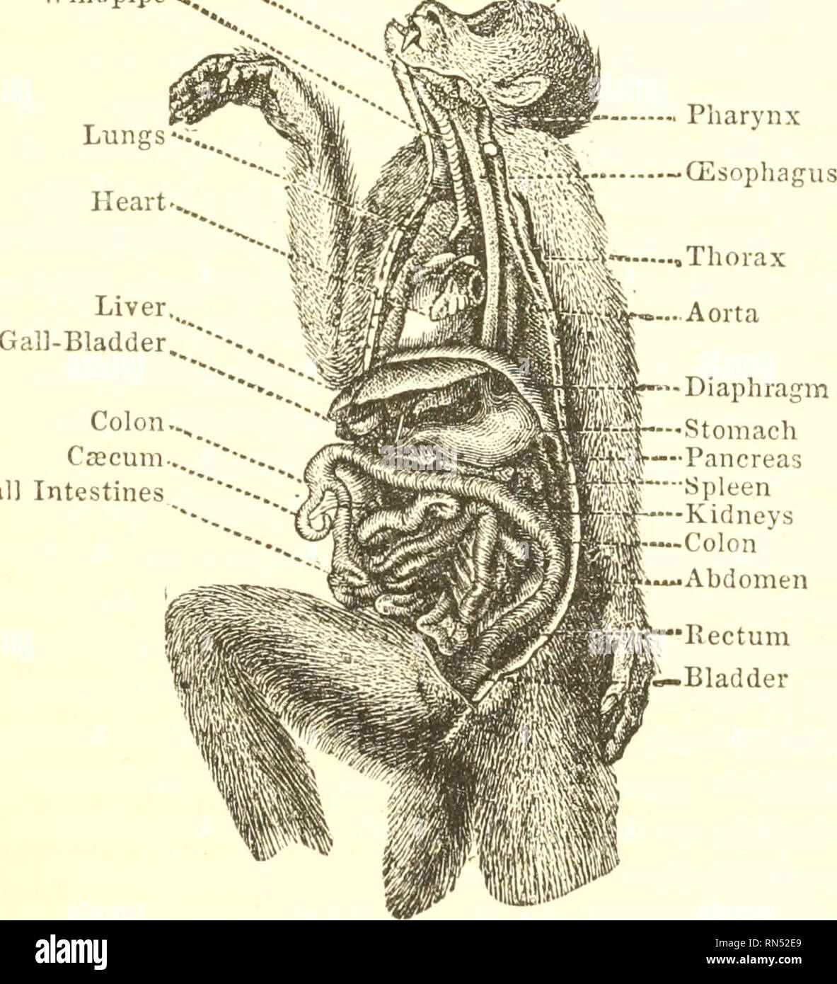 Animal Physiology Physiology Comparative General Structure Of Mammals 91 Tliem And The Whale Tribe Are Adapted In Their General Form To Lead The Life Of Fishes Among Which They Are Still