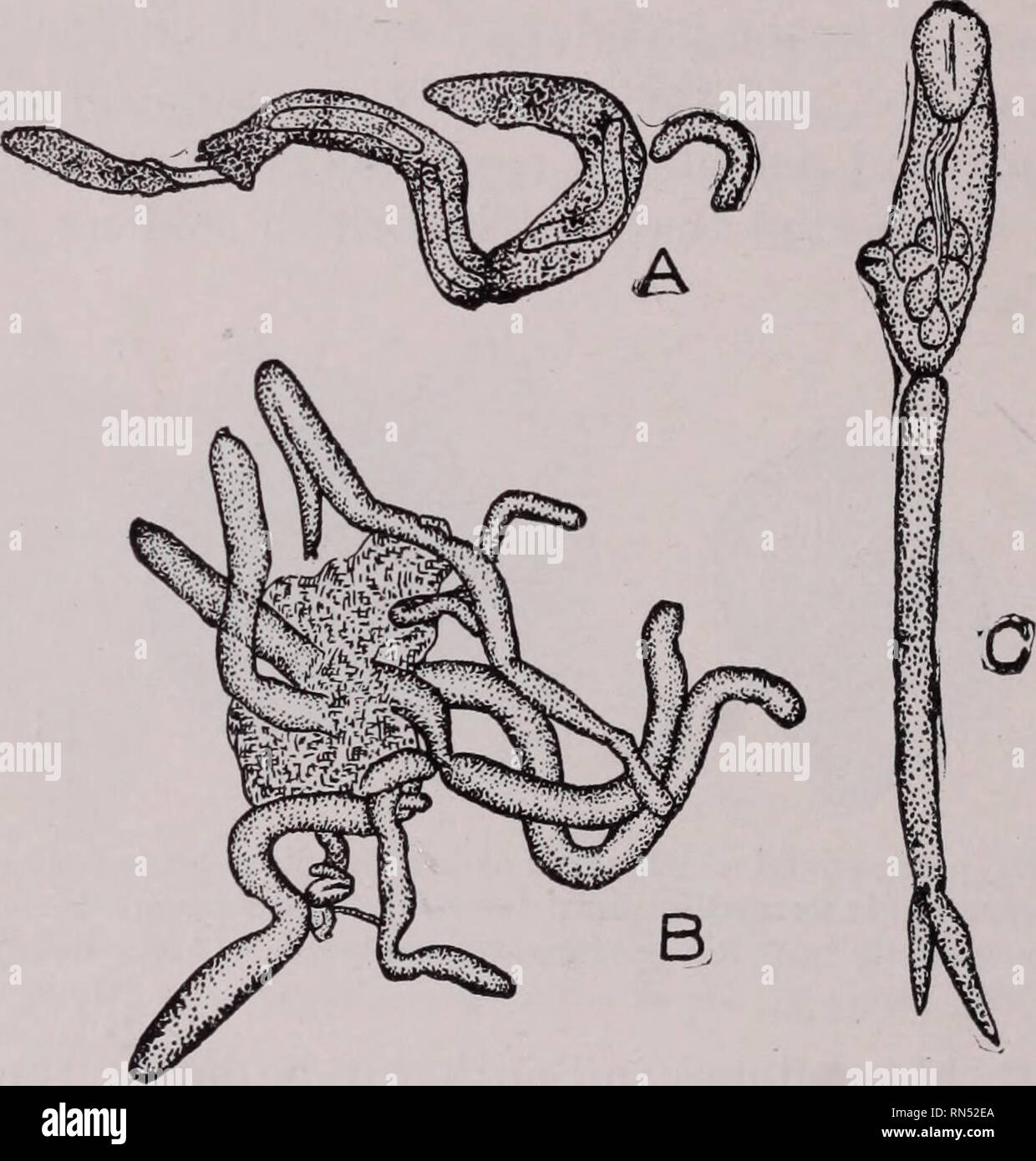. Animal parasites and human disease. Insect Vectors; Parasites; Parasitic Diseases; Medical parasitology; Insects as carriers of disease. 214 THE FLUKES worked on the life history of this species, chiefly at El Marg, near Cairo, Egypt. He found that Schistosoma embryos are attracted by several species of fresh-water snails and that they penetrate the bodies of three species, Bullinus contortus (Fig. 66A), B. dybowskii and Planorbis boissyi (Fig. 66B). Here they undergo transformation into sporocysts, from which daugh- ter sporocysts bud off (Fig. 67). After leaving the mother cyst the daughte Stock Photo