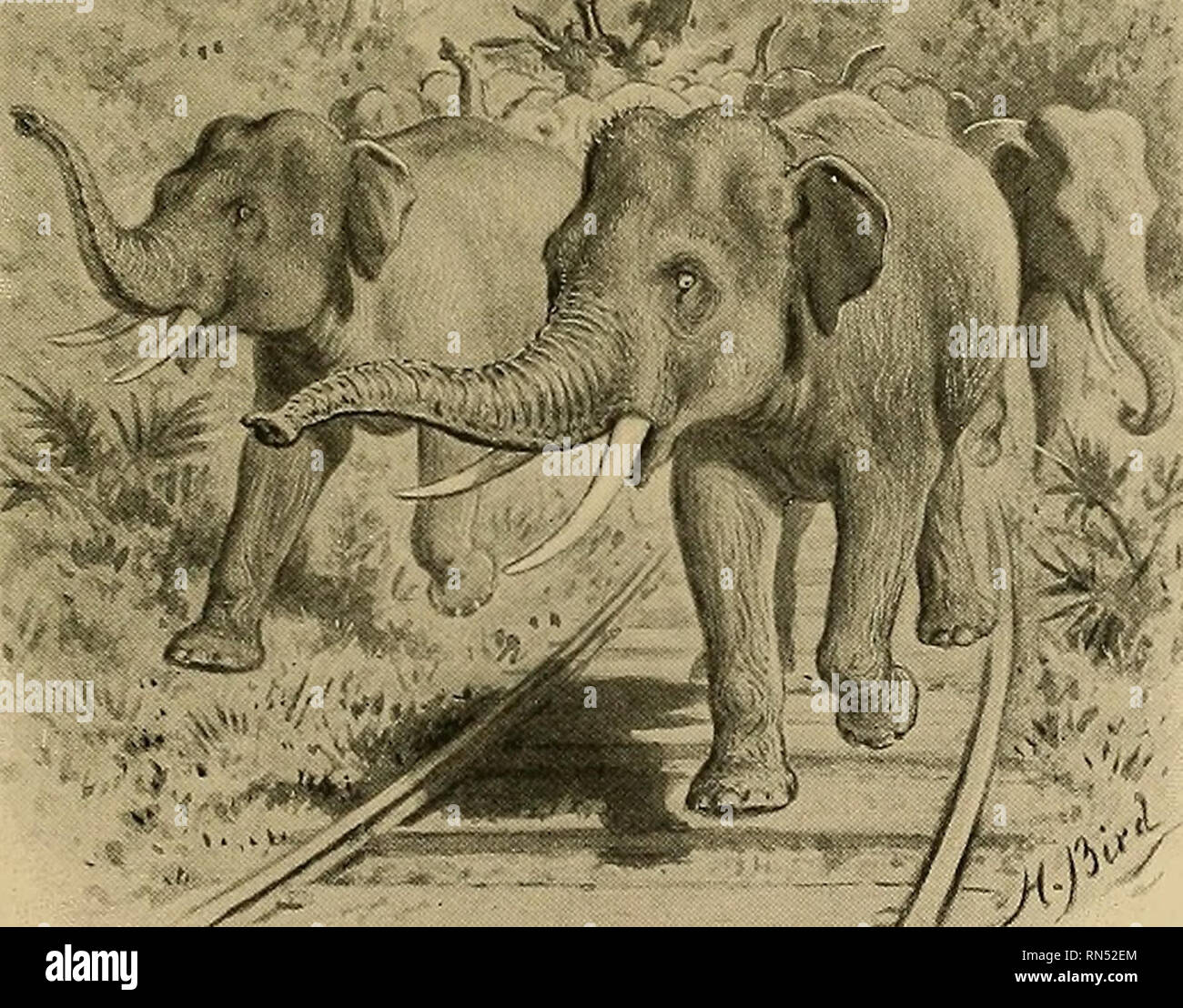 Animal Life and the World of Nature; A magazine of Natural History. Animal  Anecdotes 85 Eailway trains have often been stopped by curious obstacles,  including ants An elephantine /gee pa„e 54