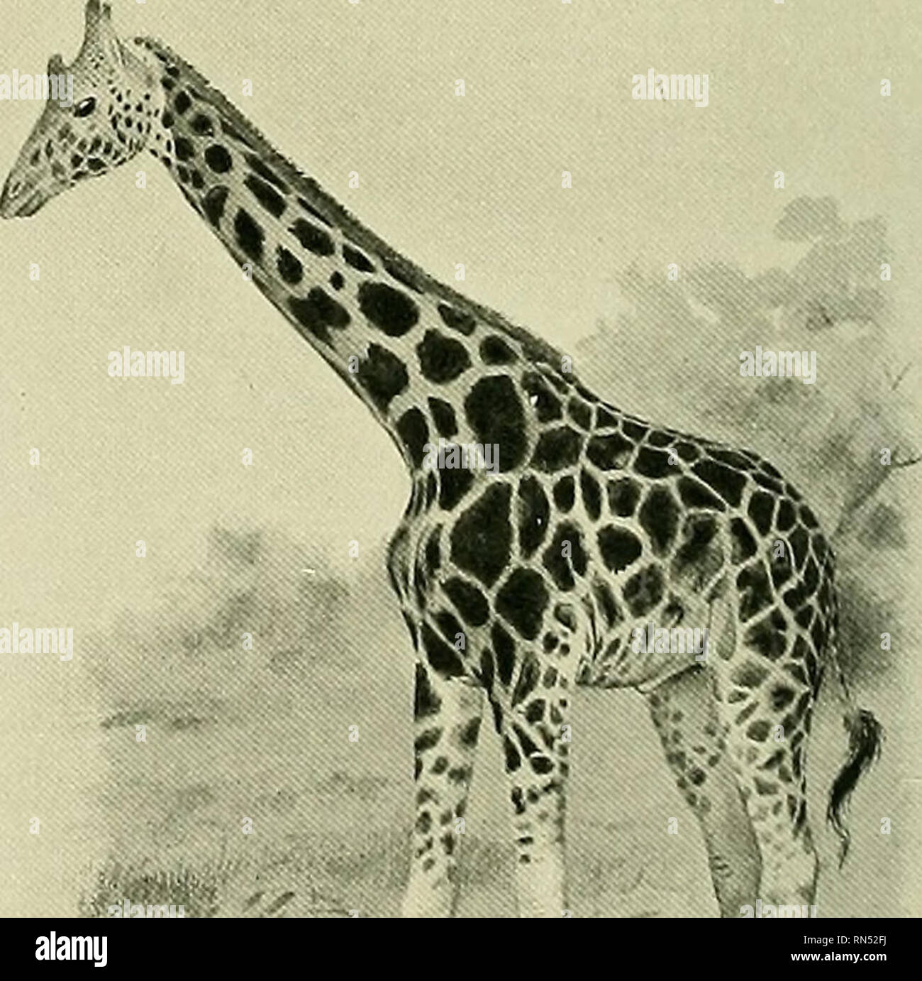 . Animal Life and the World of Nature; A magazine of Natural History. . * Fig. 3. Immature Bull Giraffe from Kordofan. Fig. 4. Adult Ball Giraffe from British East Africa. LOCAL VARIATION IN THE GIRAFFE. 76. Please note that these images are extracted from scanned page images that may have been digitally enhanced for readability - coloration and appearance of these illustrations may not perfectly resemble the original work.. London Stock Photo