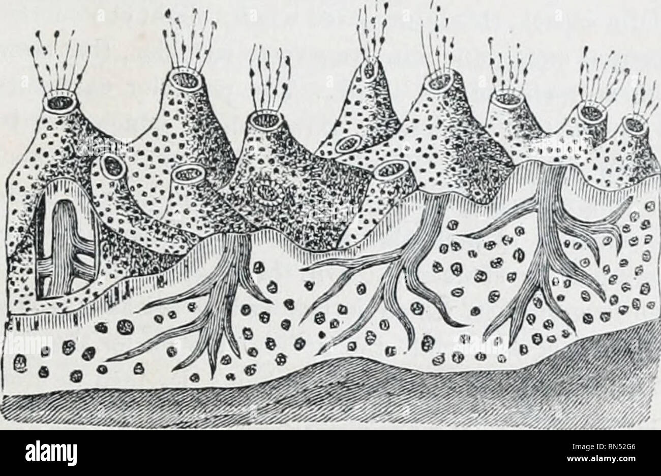 Structure of the porifera hi-res stock photography and images - Alamy