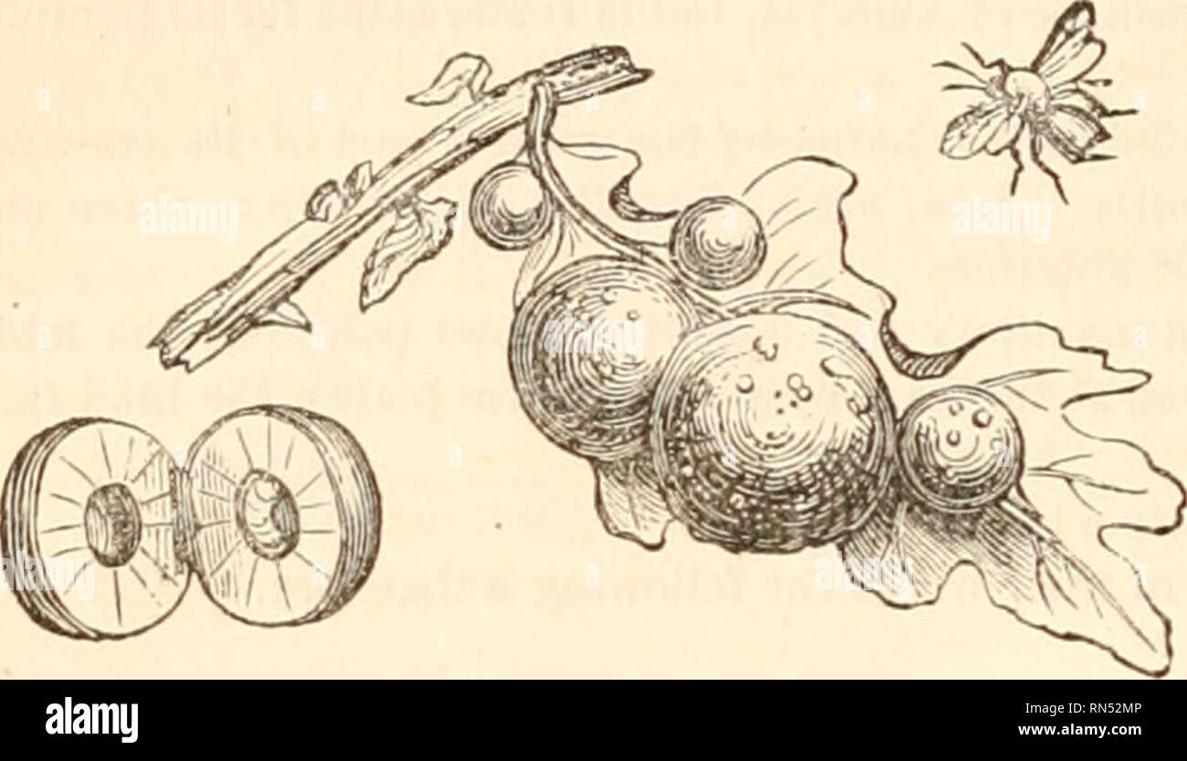 The Animal Kingdom Arranged After Its Organization Forming A Natural History Of Animals And An Introduction To Comparative Anatomy Zoology 5 1nsecta Made In Various Vegetables In Order To Deposit Its