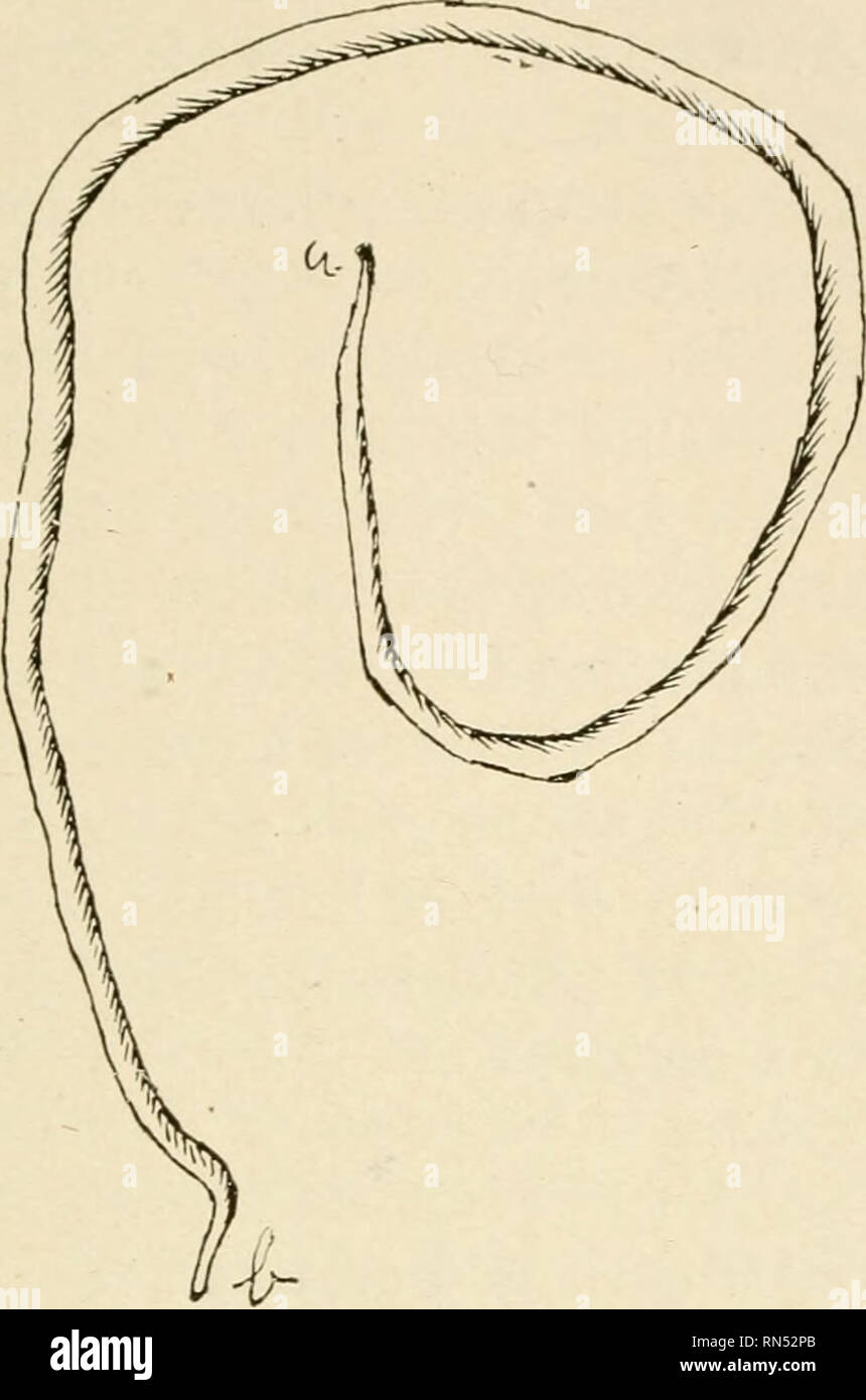 Animal parasites and parasitic diseases. Horses; Domestic animals -- Parasites; Veterinary medicine. PARASITOLOGY. AscARis SuiLLA (Suis—hog). 101 Synonyms.—Ascaris Suis; Ascaris Lum- bricoides; Ascaris Suum. Distribution.—Very common in the United ... Animal parasites and parasitic diseases. Horses; Domestic animals -- Parasites; Veterinary medicine. PARASITOLOGY. AscARis SuiLLA (Suis—hog). 101 Synonyms.—Ascaris Suis; Ascaris Lum- bricoides; Ascaris Suum. Distribution.—Very common in the United ...
