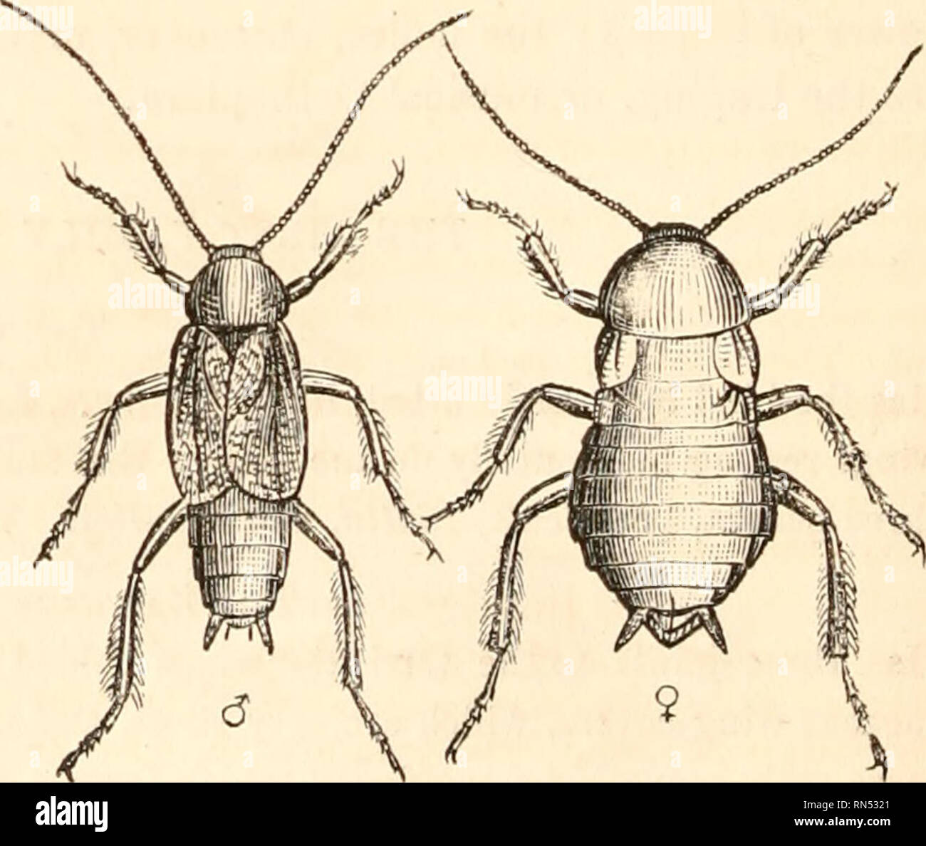 . The animal kingdom, arranged after its organization, forming a ...