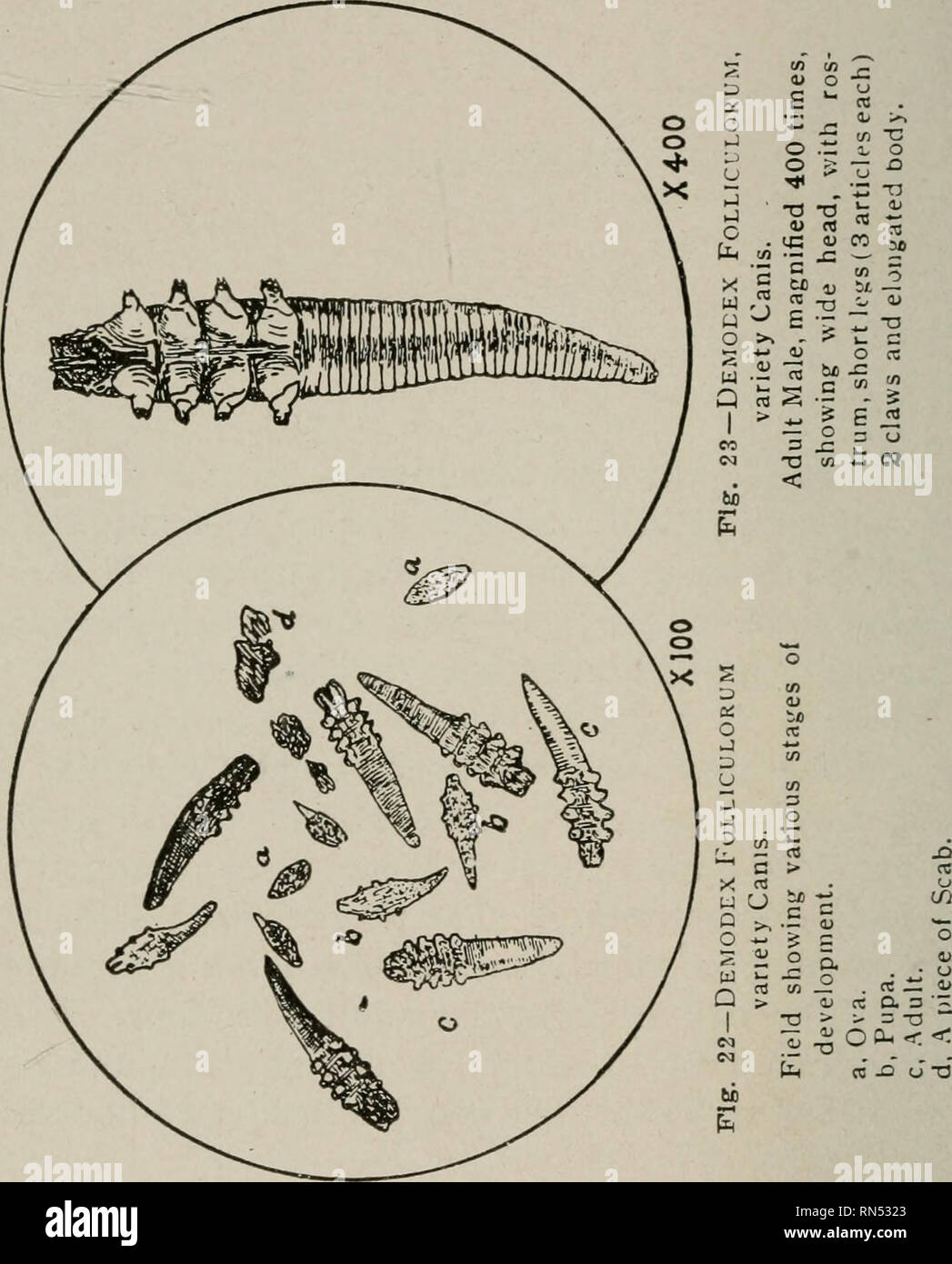 . Animal parasites and parasitic diseases. Domestic animals; Veterinary medicine. 66 PARASITOLOGY. to have four pair of legs. Another moulting brings the larvae to the pupal stage, with legs fully devel- oped, and after still another moult they are sexually mature.. Of the varieties of Demodex Folliculorum enumer- ated only two are common in the United States. Demodex Folliculorum, variety Canis. History.—Fir.^t b&gt;tU(Hcd in Europe. It is common in many localities of the United States.. Please note that these images are extracted from scanned page images that may have been digitally enhanced Stock Photo