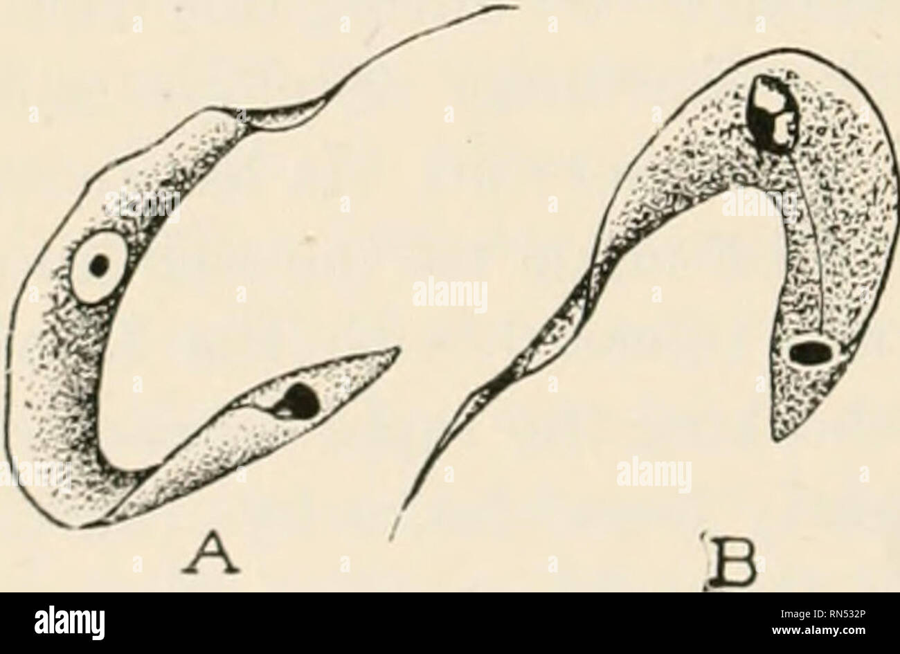 Animal parasites and human disease. Insects as carriers of disease; Medical parasitology. 108 TRYPANOSOMES AND SLEEPING SICKNESS Probably the deadly Trypanosoma rhodesiense is merely a strain of this wild game trypanosome Animal parasites and human disease. Insects as carriers of disease; Medical parasitology. 108 TRYPANOSOMES AND SLEEPING SICKNESS Probably the deadly Trypanosoma rhodesiense is merely a strain of this wild game trypanosome
