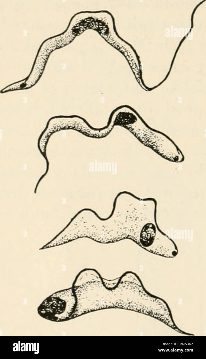 Tryptase Insect . Animal parasites and human disease. Insects as carriers of disease ...