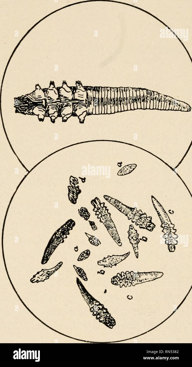 Animal Parasites And Parasitic Diseases Horses Domestic Animals Parasites Veterinary Medicine 66 Parasitology To Have Four Pair Of Legs Another Moulting Brings The Larvae To The Pupal Stage With Legs