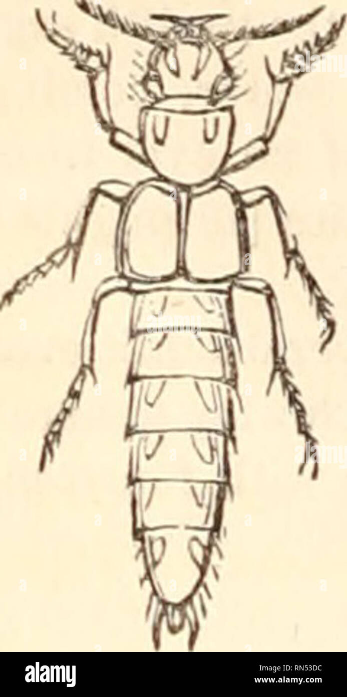 Klopp Insect . The animal kingdom, arranged after its organization, forming a ...