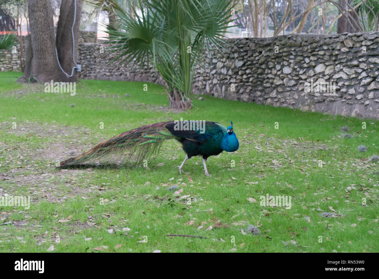 Peacock Walking On Green Grass In the Early Morning Stock Photo - Alamy