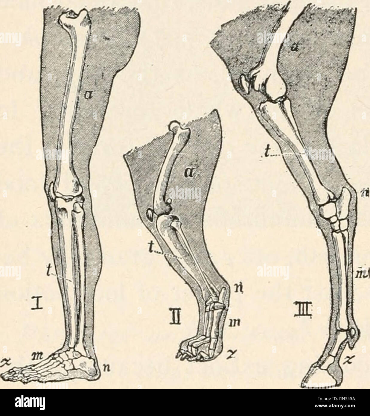 Animal biology; Human biology. Parts II & III of First course in biology. Biology. 2IO ANIMAL BIOLOGY Hoofed -All the animals in this order walk on the tips of their Animal biology; Human biology. Parts II & III of First course in biology. Biology. 2IO ANIMAL BIOLOGY Hoofed -All the animals in this order walk on the tips of their