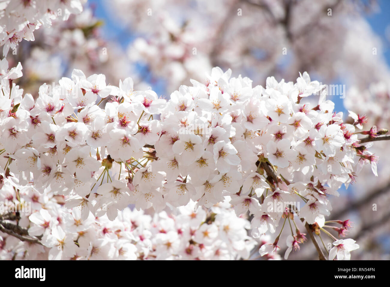 Closed up of flower sakura (cherry) blossom on blue sky background ...