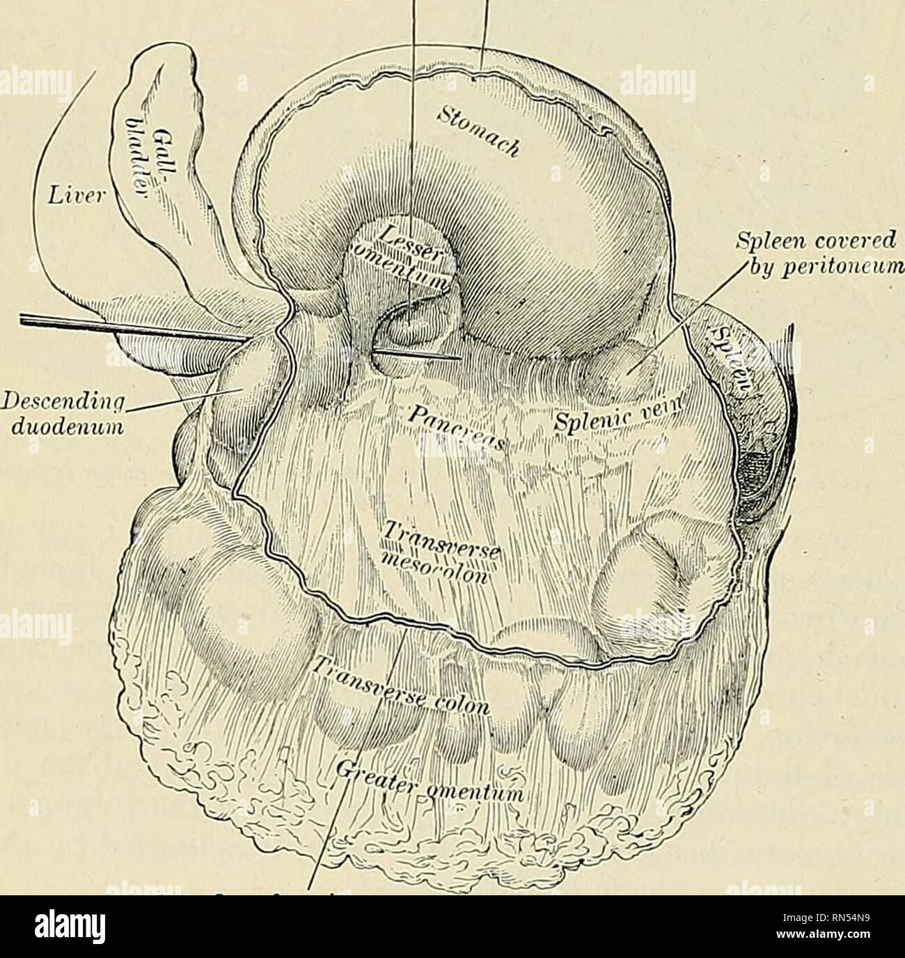 . Anatomy, descriptive and applied. Anatomy. 1260 THE ORGANS OF
