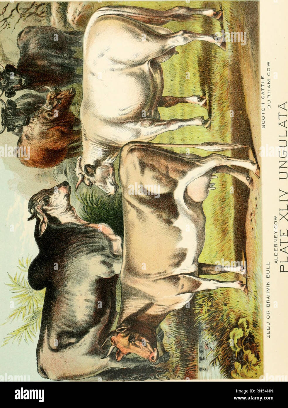 https://c8.alamy.com/comp/RN54NN/the-animal-kingdom-based-upon-the-writings-of-the-eminent-naturalists-audubon-wallace-brehm-wood-and-others-mammals-please-note-that-these-images-are-extracted-from-scanned-page-images-that-may-have-been-digitally-enhanced-for-readability-coloration-and-appearance-of-these-illustrations-may-not-perfectly-resemble-the-original-work-craig-hugh-new-york-johnson-amp-bailey-RN54NN.jpg