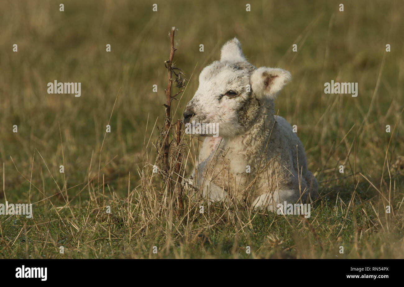 A cute newborn lamb lying down on the grass in a meadow. Stock Photo