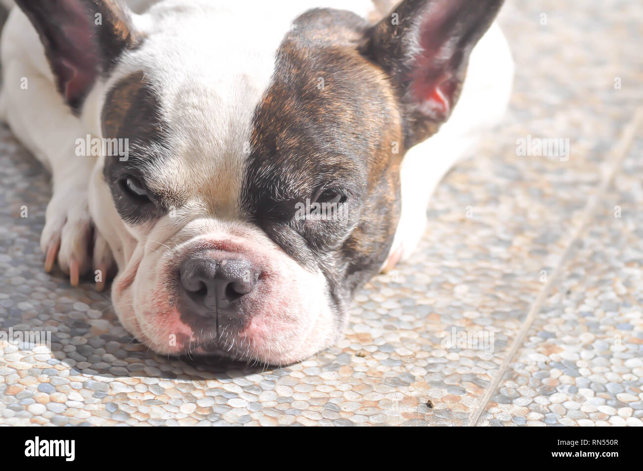 sleepy French bulldog on the floor Stock Photo - Alamy