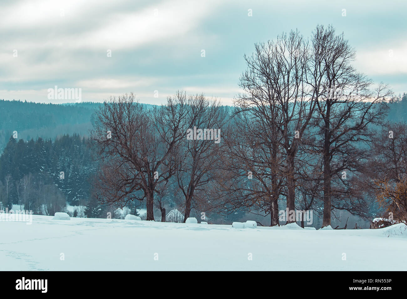 Trees and forest in winter czech landscape Stock Photo