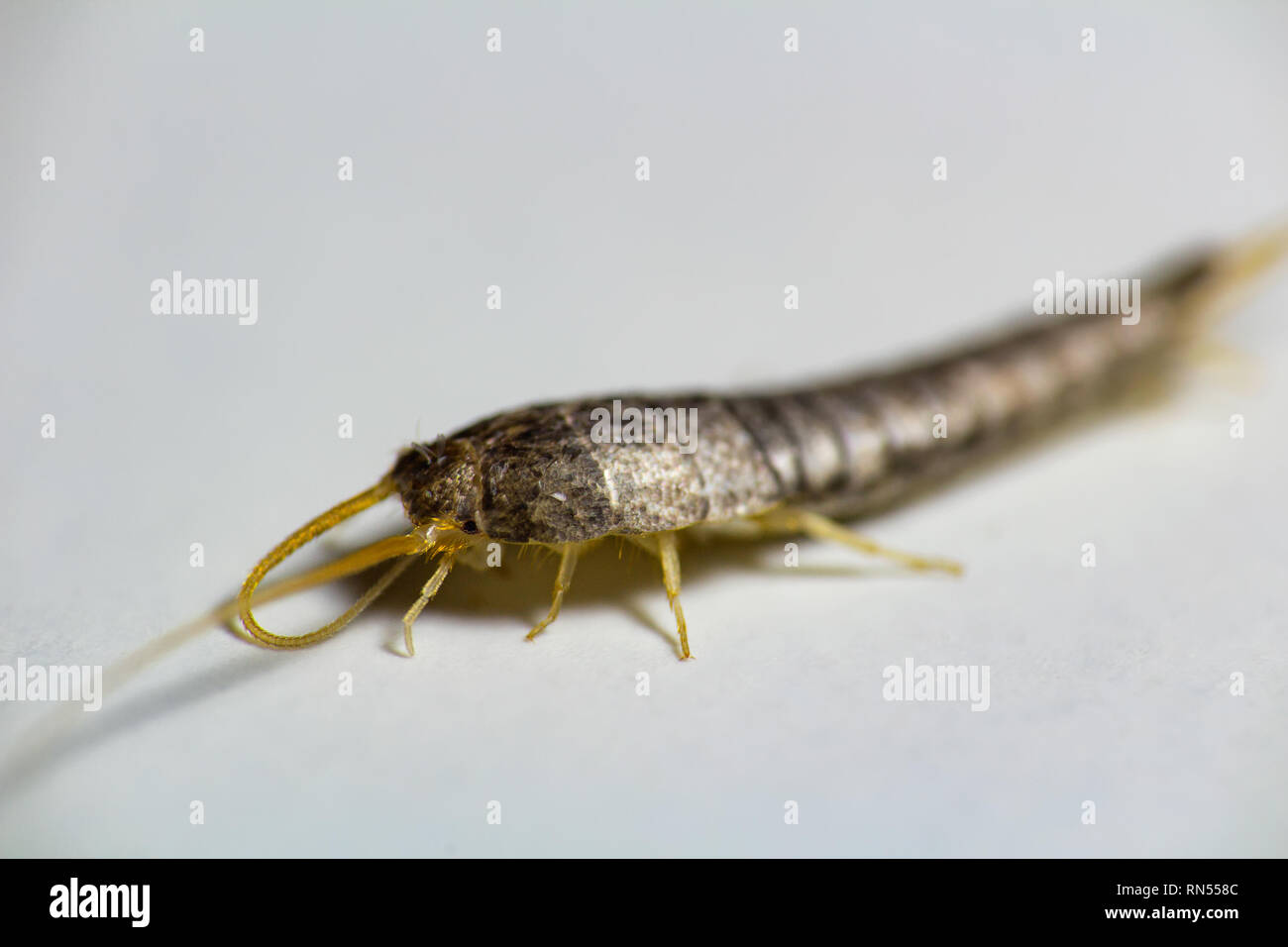 Silverfish, Lepisma saccharina, macro photo on white background Stock Photo