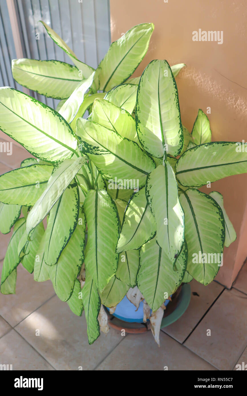 Dieffenbachia or dumb cane or dumb cane plant in the flowerpot Stock Photo