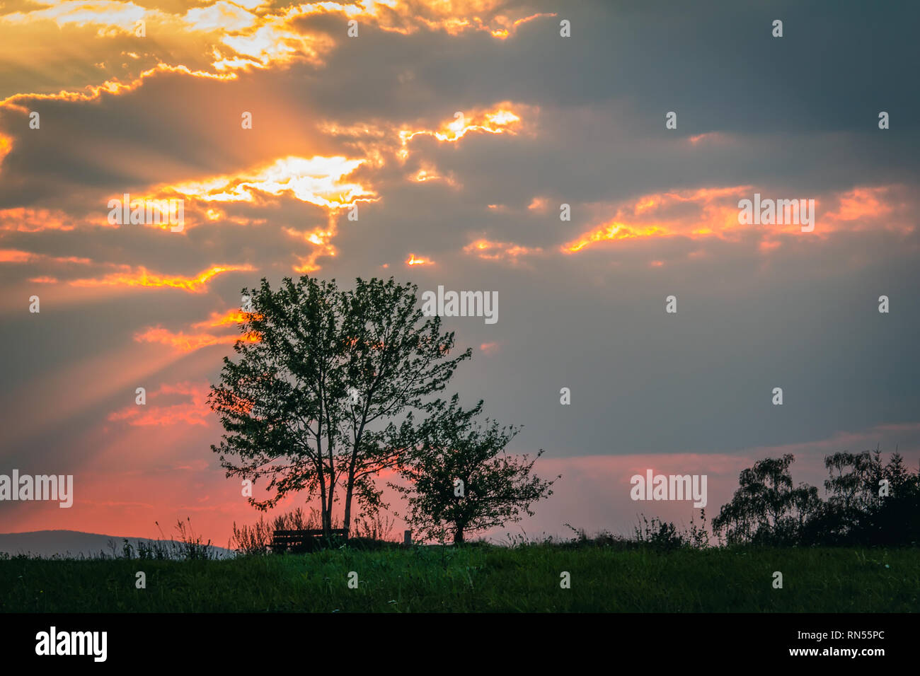 Tree silhouette with gold sunset sky Stock Photo - Alamy